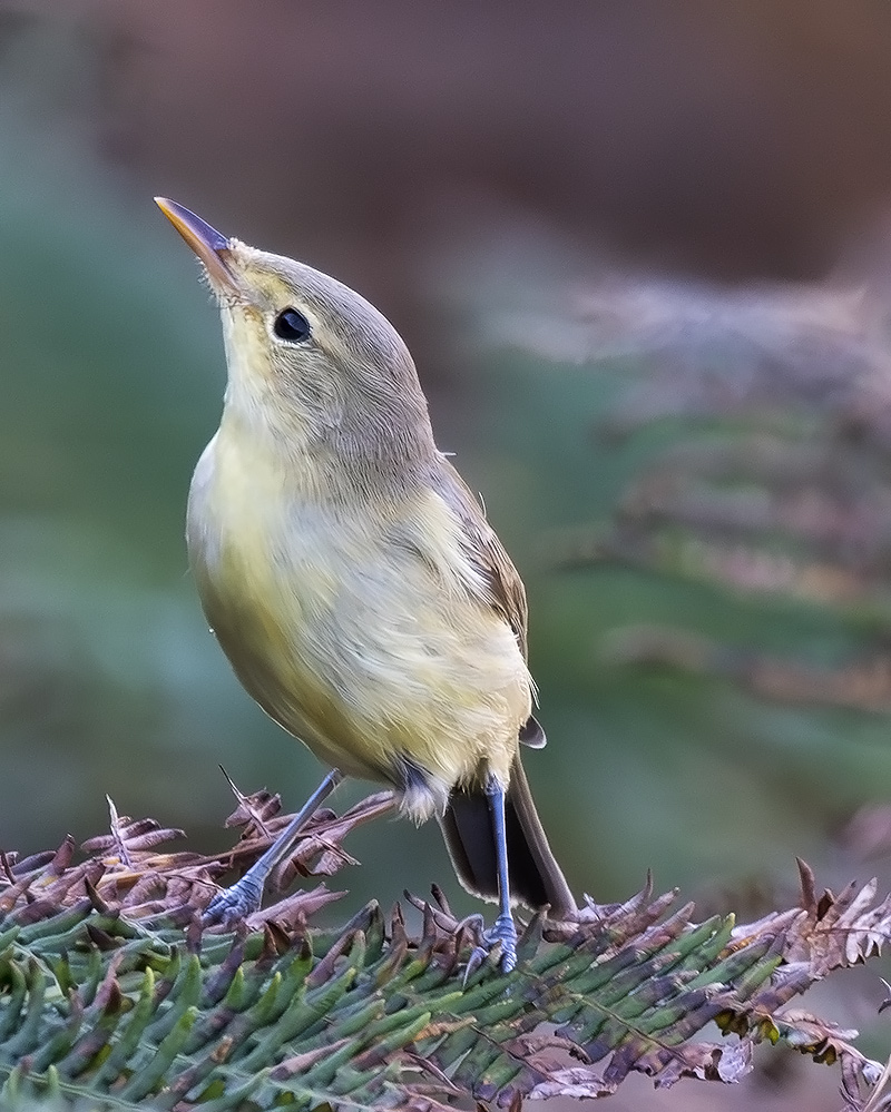 Melodious warbler